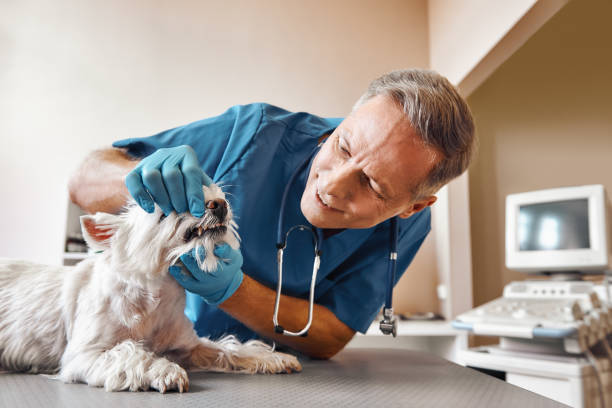 Best Emergency Dentist for Special Needs Patients in Cherry Hills Village, CO